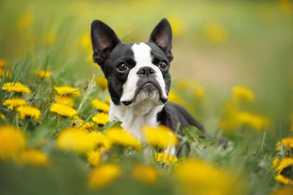 boston terrier staring