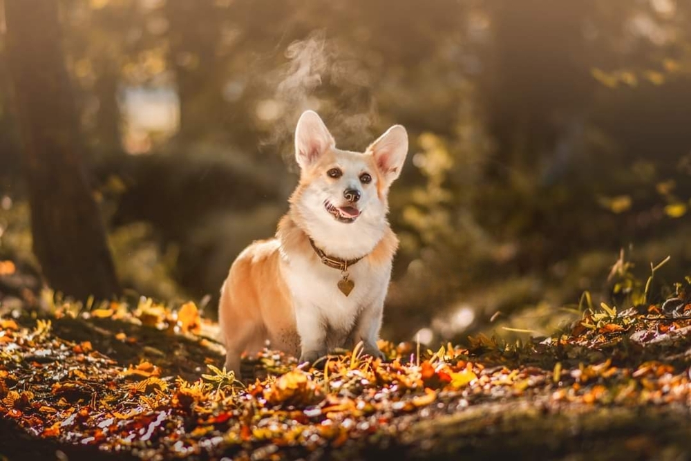 Corgi dogs can be great for families